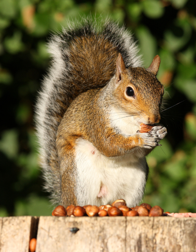 Squirrel eating nuts